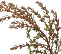 Jeneverbes (Juniperus Communis 'Green Carpet') D 17 H 20 Cm 5 Jeneverbes (Juniperus Communis 'Green Carpet') D 17 H 20 Cm -Talen Tools Winkel 8712044842615 2 2