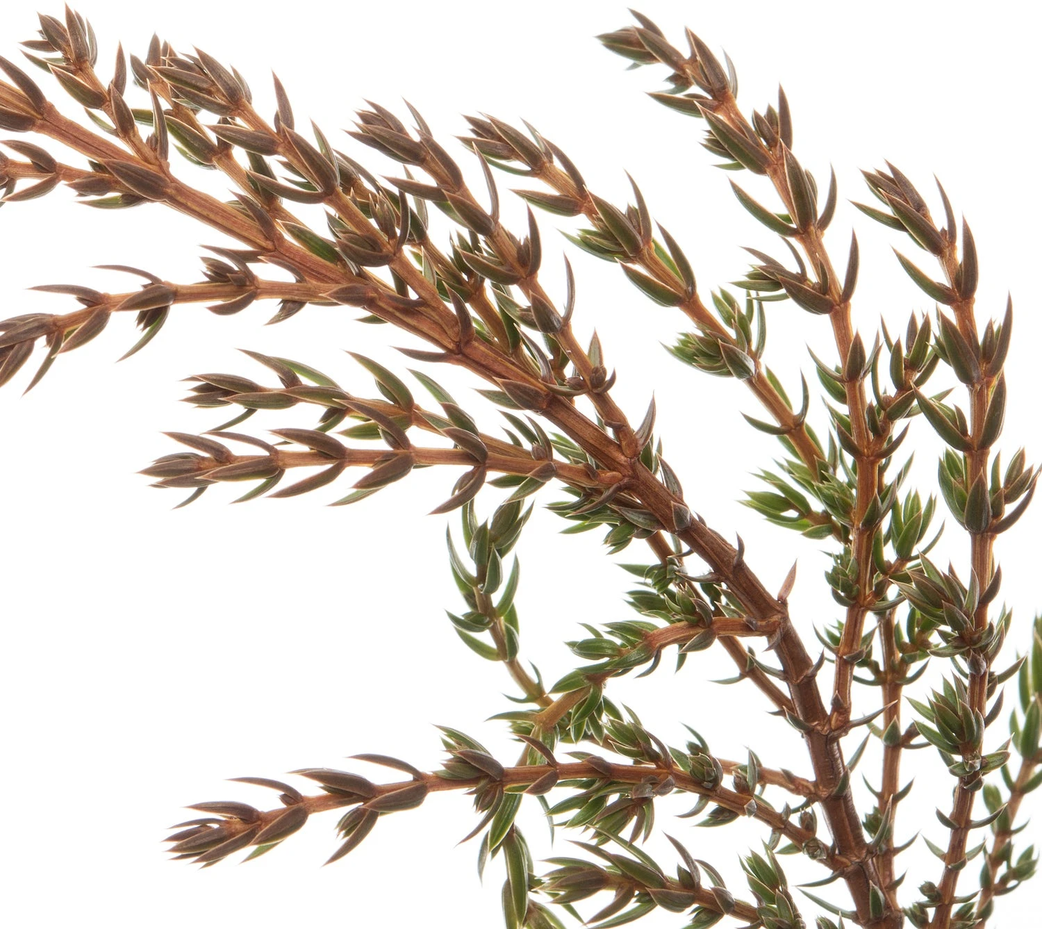 Jeneverbes (Juniperus Communis 'Green Carpet') D 17 H 20 Cm 4 Jeneverbes (Juniperus Communis 'Green Carpet') D 17 H 20 Cm - Afbeelding 2