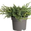 Jeneverbes (Juniperus Squamata 'Blue Carpet') D 17 H 20 Cm -Talen Tools Winkel 8712044842684 1