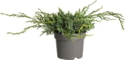 Jeneverbes (Juniperus Squamata 'Blue Carpet') D 17 H 20 Cm