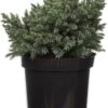 Jeneverbes (Juniperus Squamata 'Blue Star') D 17 H 15 Cm -Talen Tools Winkel 8712044842691 2 1