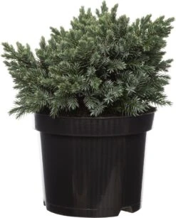 Jeneverbes (Juniperus Squamata 'Blue Star') D 17 H 15 Cm