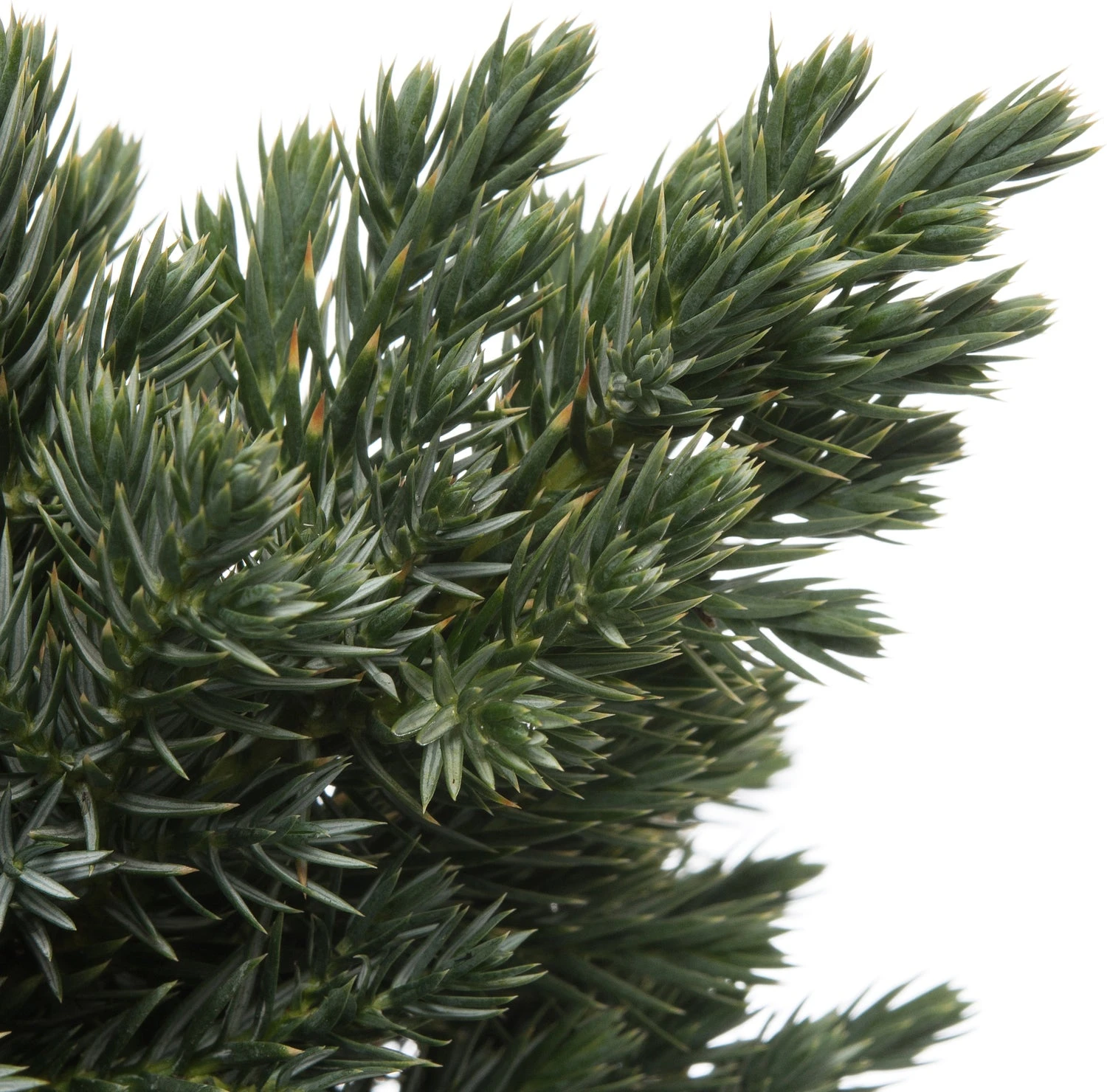 Jeneverbes (Juniperus Squamata 'Blue Star') D 17 H 15 Cm 4 Jeneverbes (Juniperus Squamata 'Blue Star') D 17 H 15 Cm - Afbeelding 2