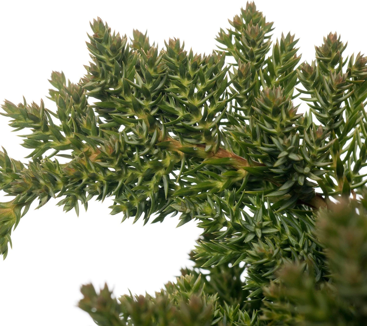 Jeneverbes (Juniperus Procumbens 'Nana') D 17 H 20 Cm 3 Jeneverbes (Juniperus Procumbens 'Nana') D 17 H 20 Cm - Afbeelding 2