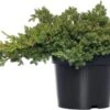 Jeneverbes (Juniperus Procumbens 'Nana') D 17 H 20 Cm -Talen Tools Winkel 8712044874234 3 1