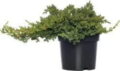 Jeneverbes (Juniperus Procumbens 'Nana') D 17 H 20 Cm