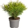 Levensboom (Thuja Occidentalis 'Tiny Tim') D 17 H 15 Cm