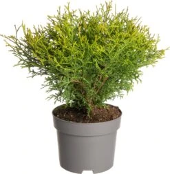 Levensboom (Thuja Occidentalis 'Tiny Tim') D 17 H 15 Cm