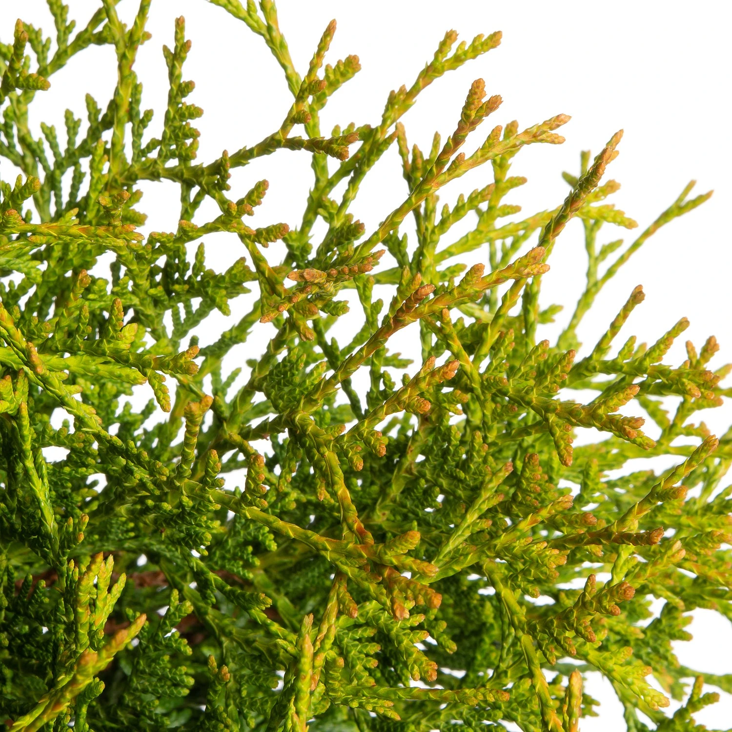 Levensboom (Thuja Occidentalis 'Tiny Tim') D 17 H 15 Cm 4 Levensboom (Thuja Occidentalis 'Tiny Tim') D 17 H 15 Cm - Afbeelding 2