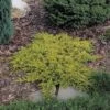 Kruipende Jeverbes (Juniperus Horizontalis Golden Carpet) -Talen Tools Winkel 8712044918334 3 1