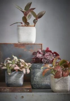 Nieuwkomers -Talen Tools Winkel 8712799322844 02