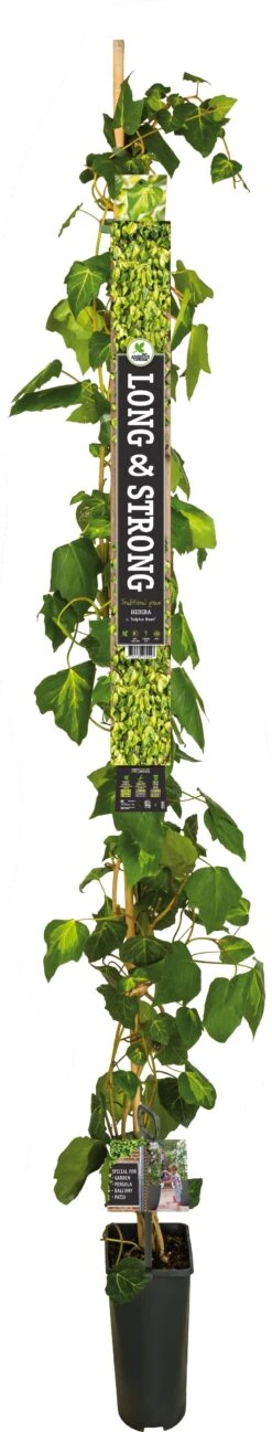 Klimop (Hedera Colchica 'Sulphur Heart') D 23 H 210 Cm -Talen Tools Winkel 8714339084557 1 1