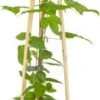 Bosrank (Clematis 'Blue Angel') D 16 H 75 Cm -Talen Tools Winkel 8714339250136 1