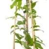 Bosrank (Clematis 'Dr. Ruppel') D 16 H 75 Cm