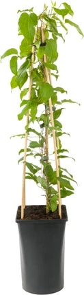 Bosrank (Clematis 'Dr. Ruppel') D 16 H 75 Cm