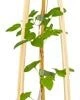 Bosrank (Clematis ‘Forever Friends’) D 16 Cm -Talen Tools Winkel 8714339250839 1 1