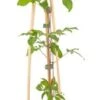 Bosrank (Clematis 'Gladys Picard') D 16 H 75 Cm 1 Bosrank (Clematis 'Gladys Picard') D 16 H 75 Cm -Talen Tools Winkel 8714339250938 1