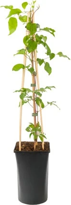 Bosrank (Clematis 'Gladys Picard') D 16 H 75 Cm