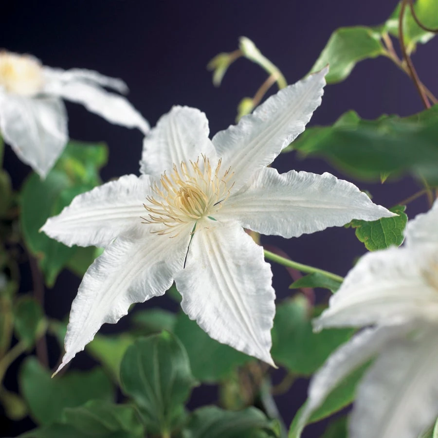 Bosrank (Clematis 'Gladys Picard') D 16 H 75 Cm 5 Bosrank (Clematis 'Gladys Picard') D 16 H 75 Cm - Afbeelding 3