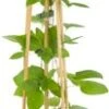 Bosrank (Clematis 'Guernsey Cream') D 16 H 75 Cm -Talen Tools Winkel 8714339251034 1 1