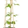 Bosrank (Clematis 'Hagley Hybrid') D 16 H 90 Cm -Talen Tools Winkel 8714339251133 1 1