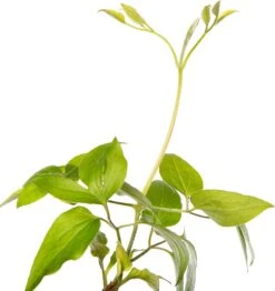Bosrank (Clematis 'Hagley Hybrid') D 16 H 90 Cm -Talen Tools Winkel 8714339251133 3