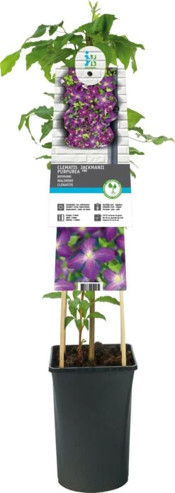Bosrank (Clematis 'Jackmanii Purpurea') D 17 H 75 Cm