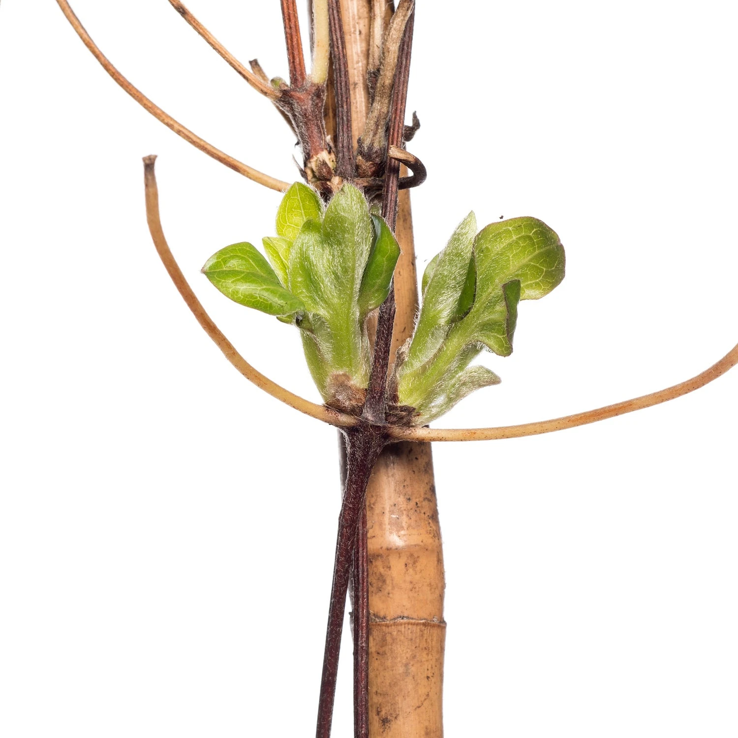 Bosrank (Clematis 'Madame Le Coultre') D 16 H 75 Cm 4 Bosrank (Clematis 'Madame Le Coultre') D 16 H 75 Cm - Afbeelding 2