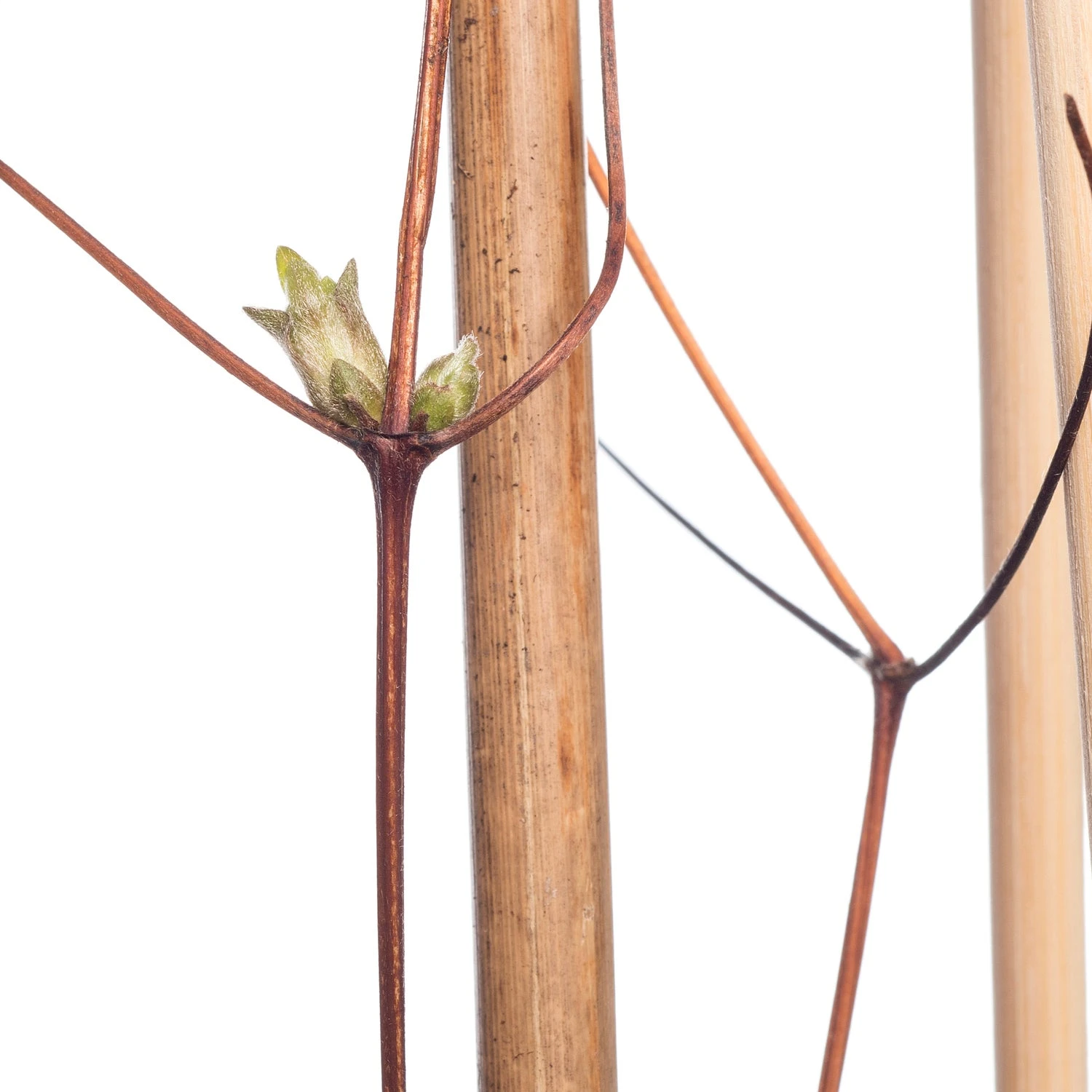 Bosrank (Clematis 'Miss Bateman') D 16 H 75 Cm 4 Bosrank (Clematis 'Miss Bateman') D 16 H 75 Cm - Afbeelding 2