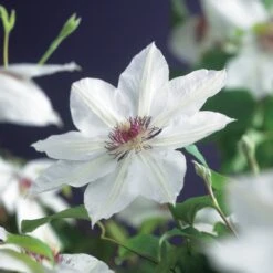 Bosrank (Clematis 'Miss Bateman') D 16 H 75 Cm 7 Bosrank (Clematis 'Miss Bateman') D 16 H 75 Cm -Talen Tools Winkel 8714339252031 4