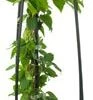 Bosrank (Clematis 'Miss Bateman') D 23 H 117 Cm 1 Bosrank (Clematis 'Miss Bateman') D 23 H 117 Cm -Talen Tools Winkel 8714339252055 1 1