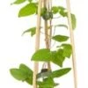Bosrank (Clematis 'Mrs. Cholmondeley') D 16 H 75 Cm 2 Bosrank (Clematis 'Mrs. Cholmondeley') D 16 H 75 Cm -Talen Tools Winkel 8714339252130 1 1
