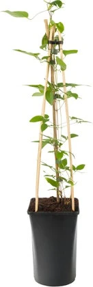 Bosrank (Clematis 'Multi Blue') D 16 H 75 Cm