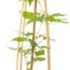 Bosrank (Clematis 'Niobe') D 16 H 75 Cm -Talen Tools Winkel 8714339252635 1 1