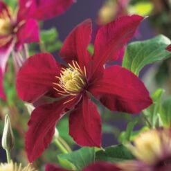 Bosrank (Clematis 'Niobe') D 16 H 75 Cm -Talen Tools Winkel 8714339252635 2