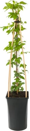 Bosrank (Clematis 'Piilu') D 16 H 75 Cm -Talen Tools Winkel 8714339252833 1