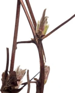 Bosrank (Clematis 'Piilu') D 16 H 75 Cm 6 Bosrank (Clematis 'Piilu') D 16 H 75 Cm -Talen Tools Winkel 8714339252833 1 2