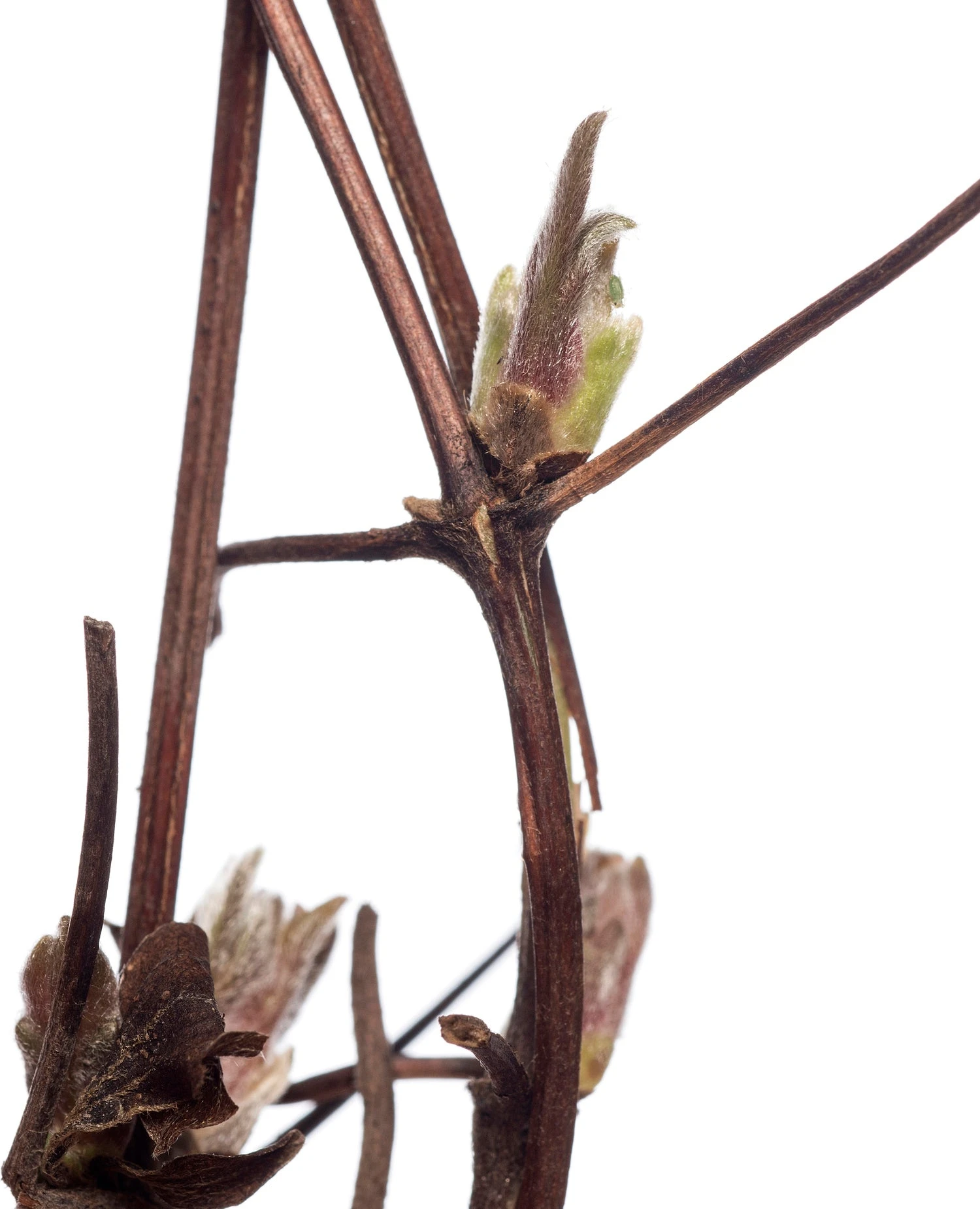 Bosrank (Clematis 'Piilu') D 16 H 75 Cm 4 Bosrank (Clematis 'Piilu') D 16 H 75 Cm - Afbeelding 2