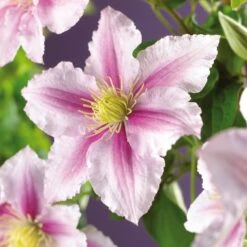 Bosrank (Clematis 'Piilu') D 16 H 75 Cm 7 Bosrank (Clematis 'Piilu') D 16 H 75 Cm -Talen Tools Winkel 8714339252833 4