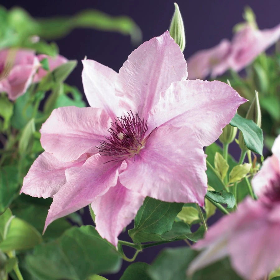 Bosrank (Clematis 'Pink Fantasy') D 16 H 75 Cm 4 Bosrank (Clematis 'Pink Fantasy') D 16 H 75 Cm - Afbeelding 2