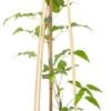 Bosrank (Clematis 'Rhapsody') D 16 H 75 Cm -Talen Tools Winkel 8714339253137 1