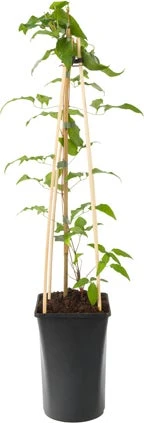 Bosrank (Clematis 'Rhapsody') D 16 H 75 Cm