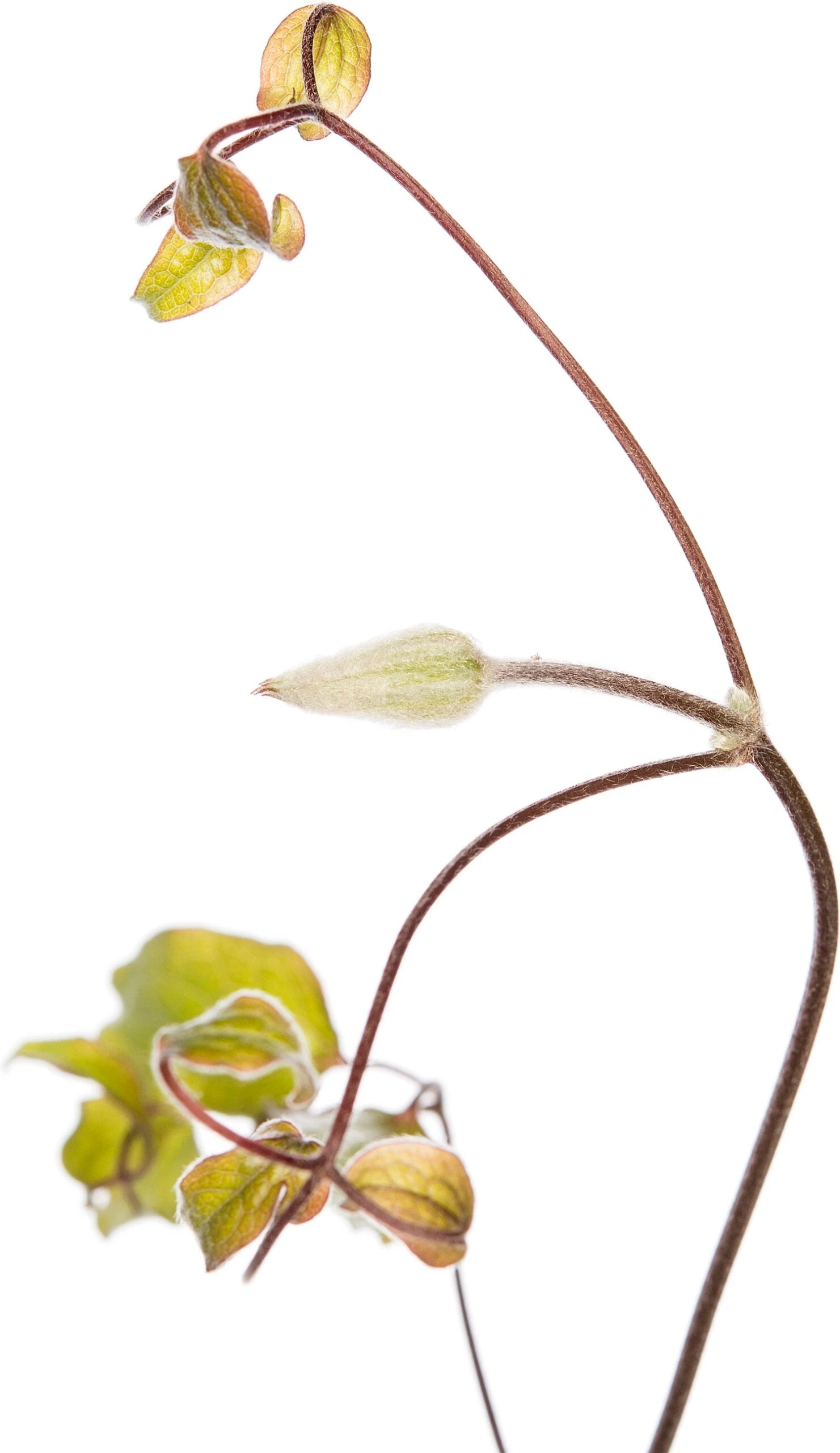 Bosrank (Clematis 'Rhapsody') D 16 H 75 Cm 4 Bosrank (Clematis 'Rhapsody') D 16 H 75 Cm - Afbeelding 2