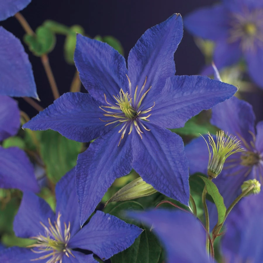 Bosrank (Clematis 'Rhapsody') D 16 H 75 Cm 5 Bosrank (Clematis 'Rhapsody') D 16 H 75 Cm - Afbeelding 3