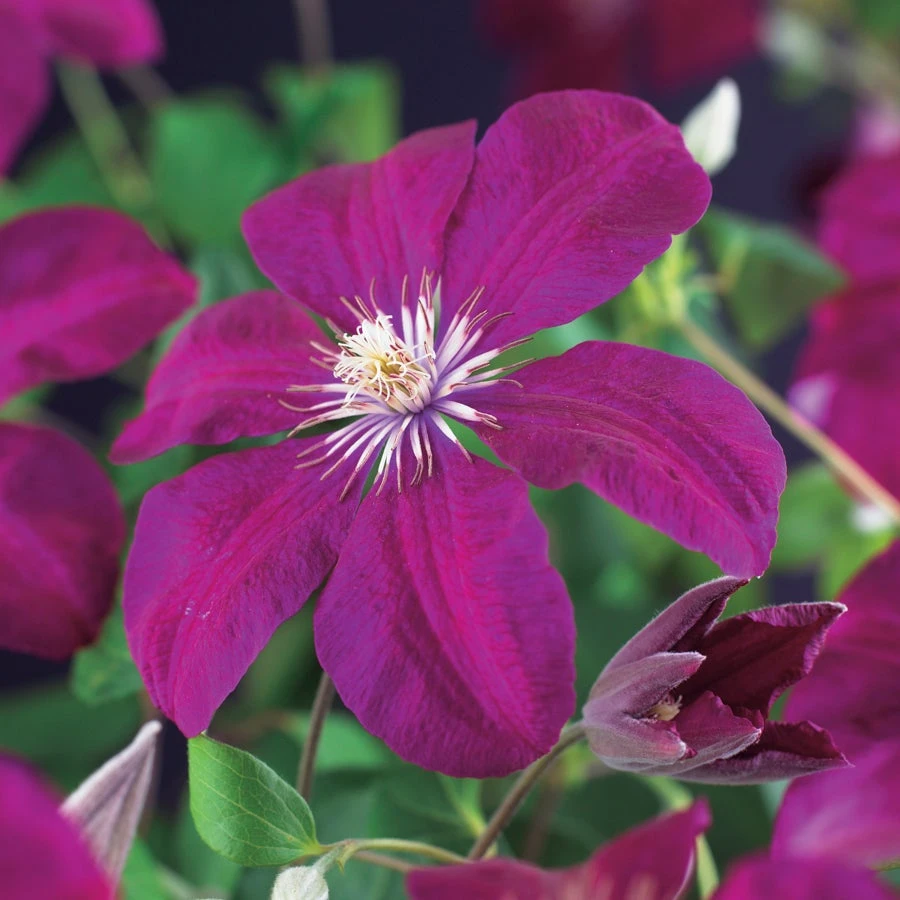 Bosrank (Clematis 'Rouge Cardinal') D 16 H 75 Cm 4 Bosrank (Clematis 'Rouge Cardinal') D 16 H 75 Cm - Afbeelding 2