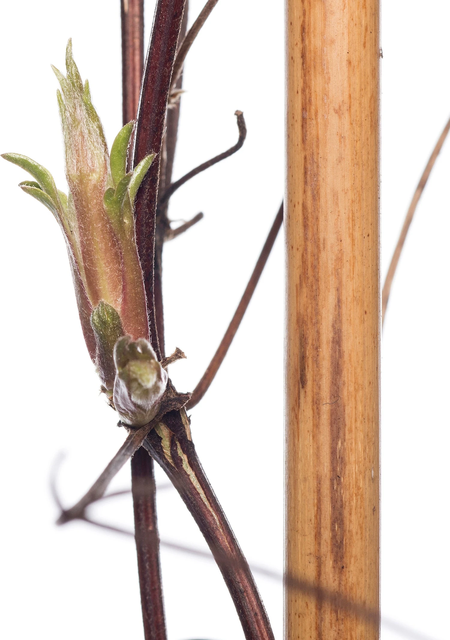 Bosrank (Clematis 'SoMany® Lavender Flowers') D 16 H 75 Cm 4 Bosrank (Clematis 'SoMany® Lavender Flowers') D 16 H 75 Cm - Afbeelding 2