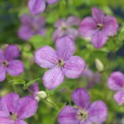 Bosrank (Clematis 'SoMany® Lavender Flowers') D 16 H 75 Cm 7 Bosrank (Clematis 'SoMany® Lavender Flowers') D 16 H 75 Cm -Talen Tools Winkel 8714339253632 4