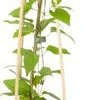 Bosrank (Clematis 'SoMany® White Flowers') D 16 H 75 Cm -Talen Tools Winkel 8714339253731 1 1