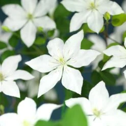 Bosrank (Clematis 'SoMany® White Flowers') D 16 H 75 Cm 5 Bosrank (Clematis 'SoMany® White Flowers') D 16 H 75 Cm -Talen Tools Winkel 8714339253731 2