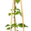Bosrank (Clematis 'Star Of India') D 16 H 75 Cm 1 Bosrank (Clematis 'Star Of India') D 16 H 75 Cm -Talen Tools Winkel 8714339253830 1